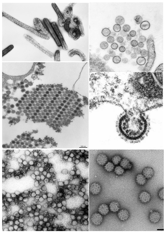 home (Copy) — The Chandran Lab